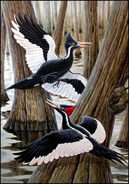 male and female ivory-billed woodpeckers.jpg